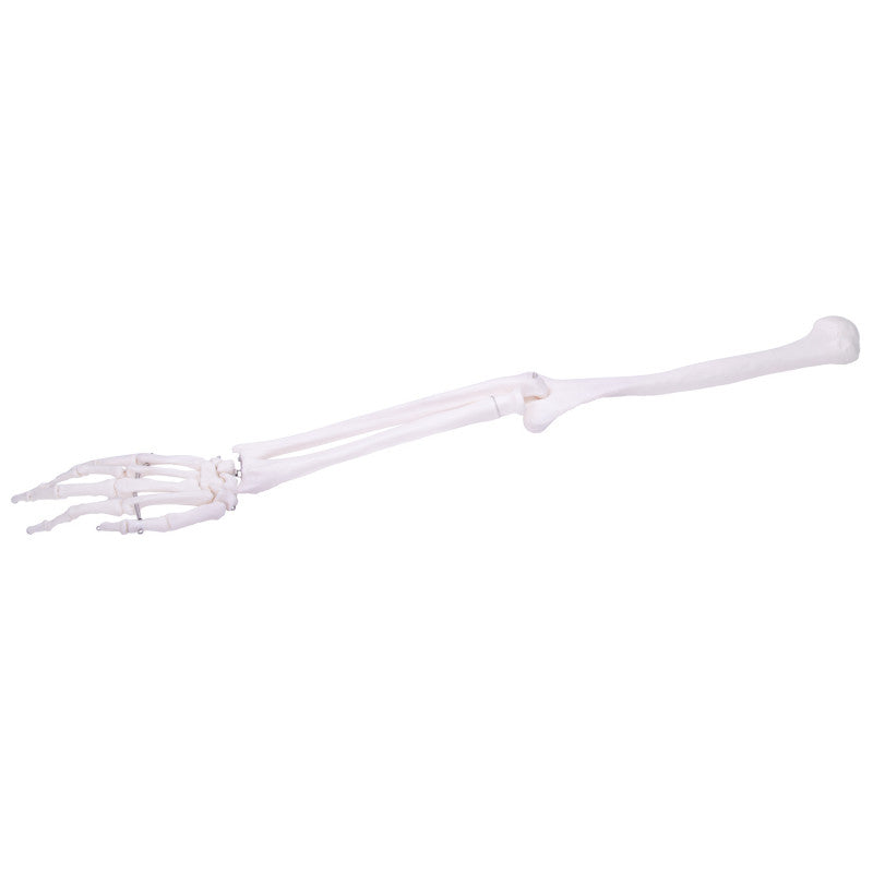 Arm Skeleton Medvana UK