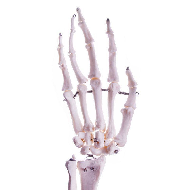 Arm Skeleton Medvana UK