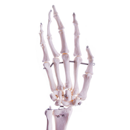 Arm Skeleton Medvana UK