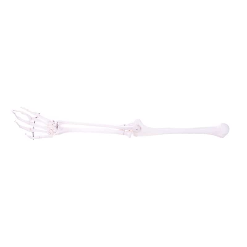 Arm Skeleton Medvana UK