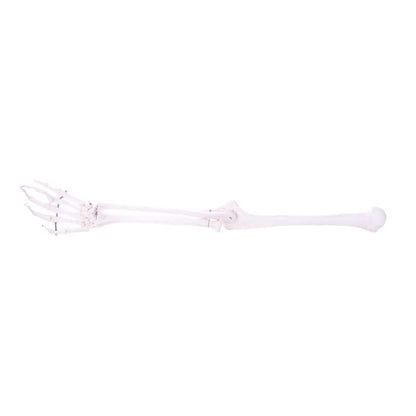 Arm Skeleton Medvana UK