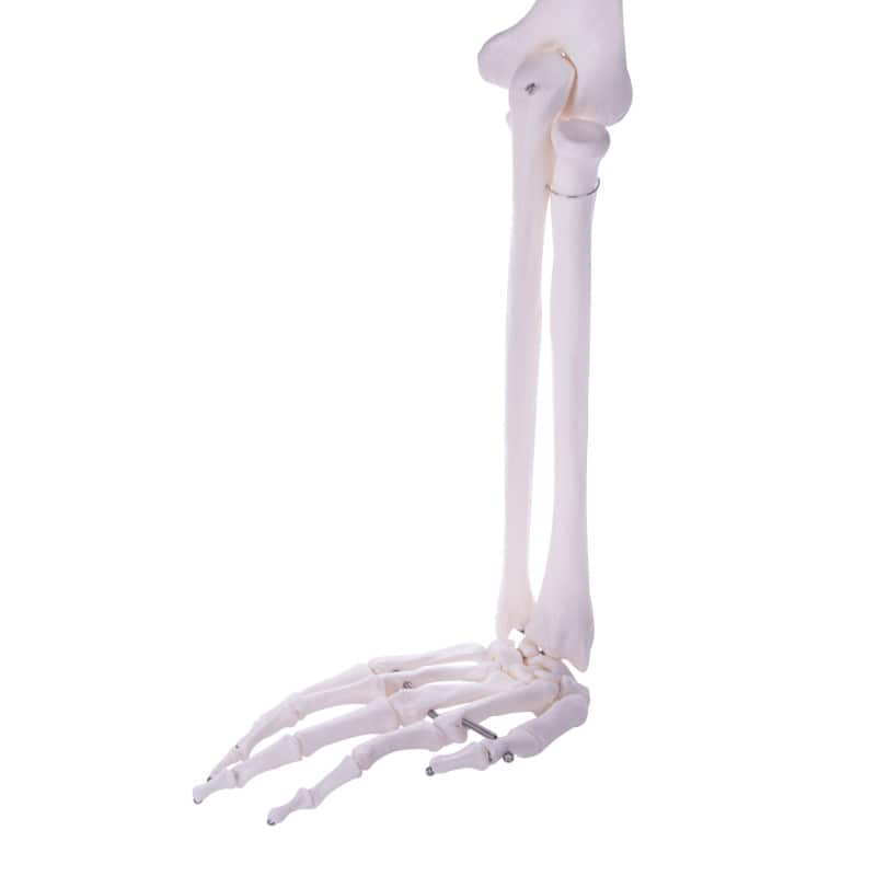 Arm Skeleton Medvana UK