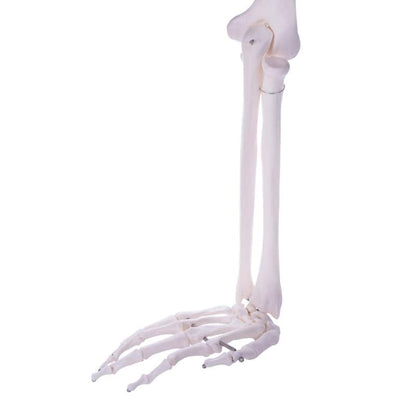Arm Skeleton Medvana UK