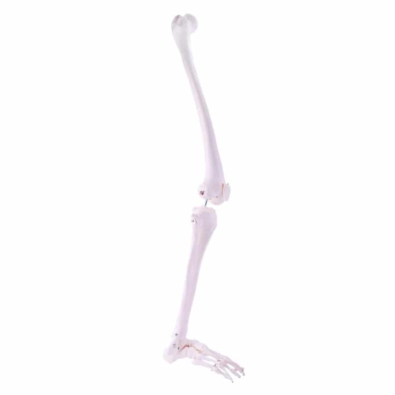 Leg Skeleton Medvana UK