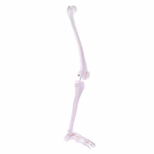 Leg Skeleton Medvana UK