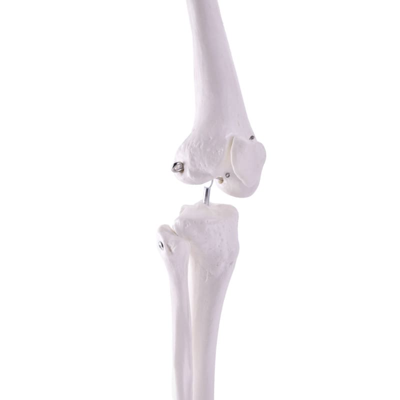 Leg Skeleton Medvana UK