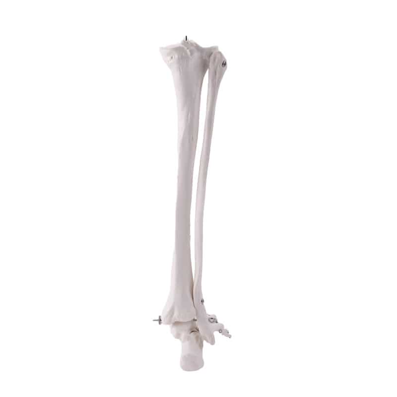 Leg Skeleton Medvana UK