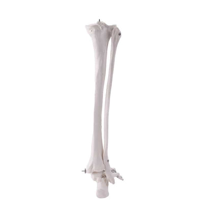Leg Skeleton Medvana UK