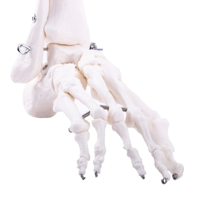Leg Skeleton Medvana UK