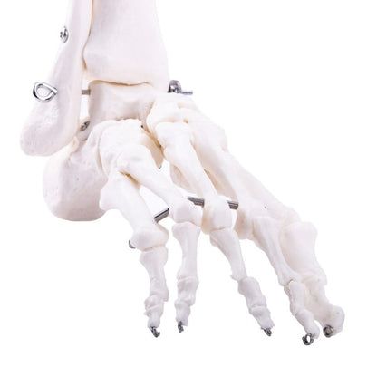 Leg Skeleton Medvana UK