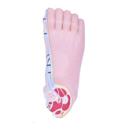 Model of Foot Malpositions Medvana UK