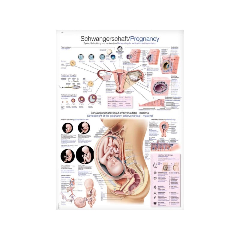 Pregnancy Wall Chart Medvana UK