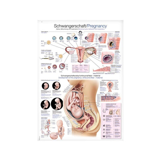 Pregnancy Wall Chart Medvana UK
