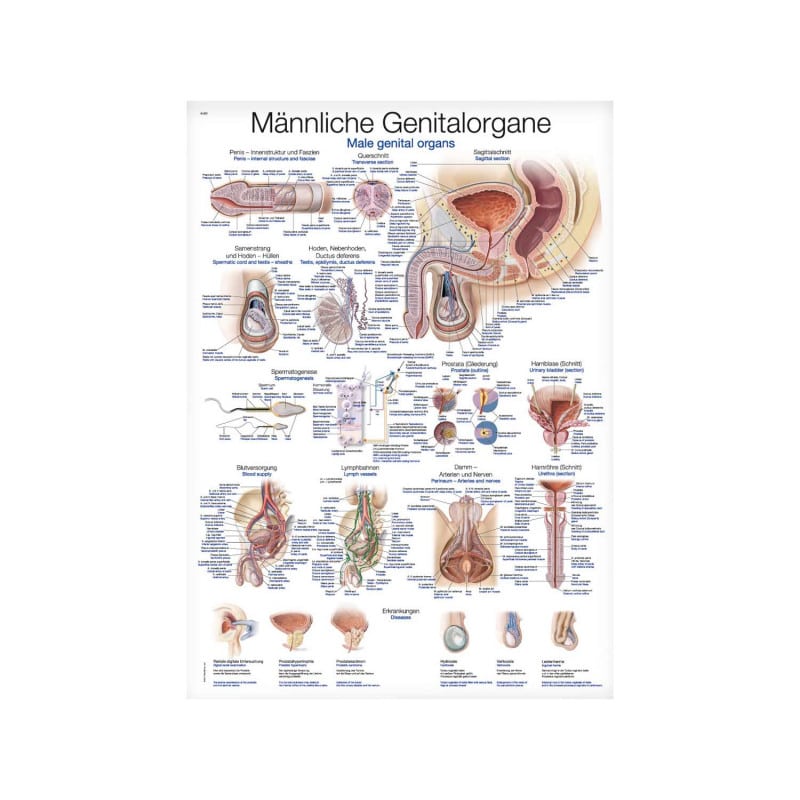 Genital Organs Wall Chart female Medvana UK
