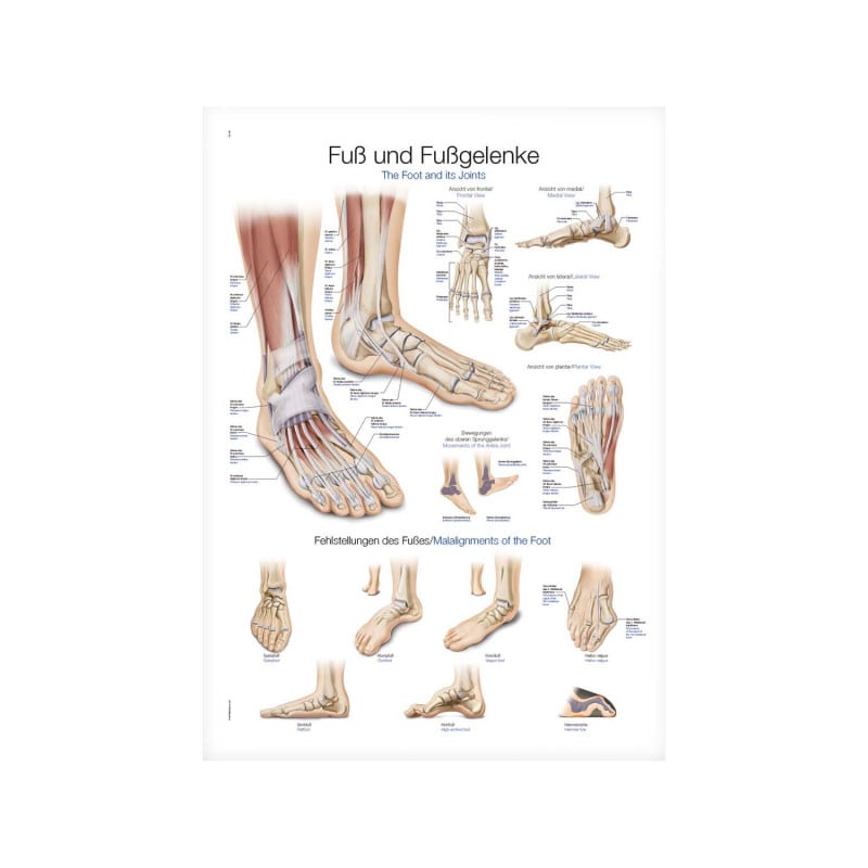 The Foot and its Joints Wall Chart Medvana UK