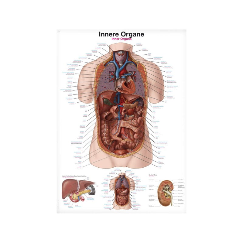 Inner Organs Wall Chart Medvana UK
