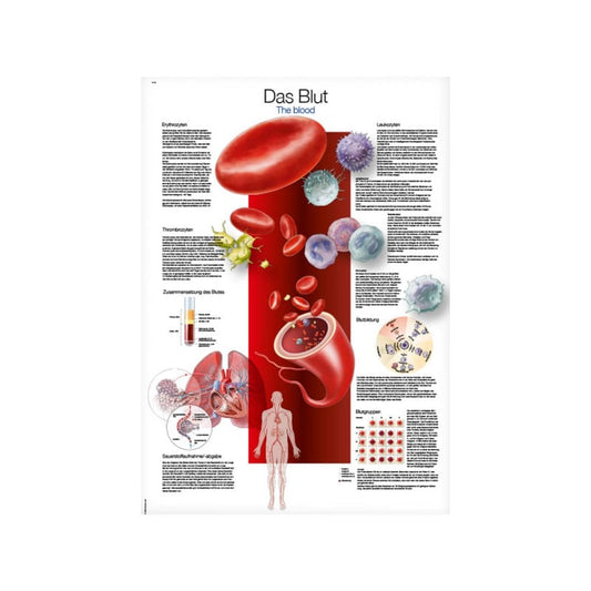 Blood Wall Chart Medvana UK