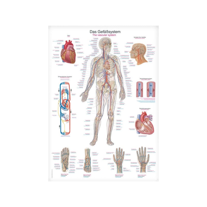 The Vascular System Wall Chart Medvana UK