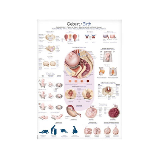 Birth Wall Chart Medvana UK