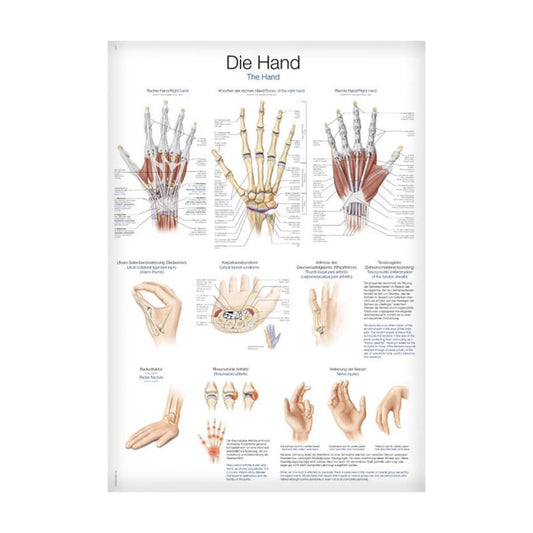 The Hand Wall Chart Medvana UK