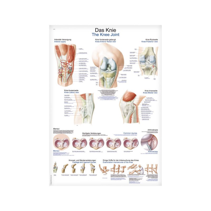 The Knee Joint Wall Chart Medvana UK