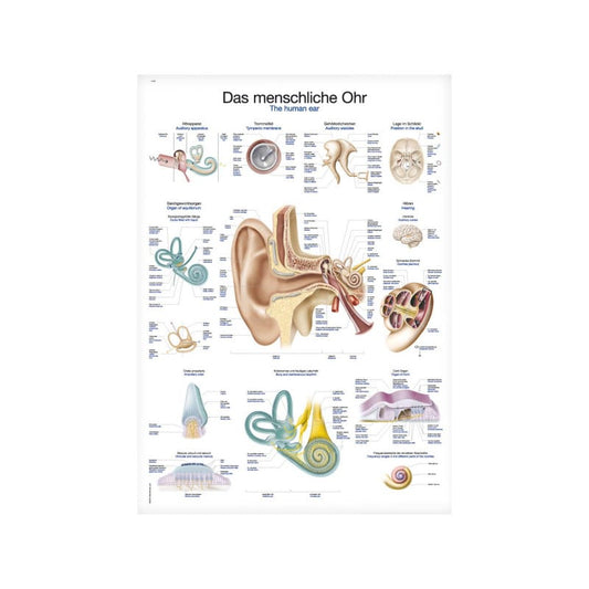 The Human Ear Wall Chart Medvana UK