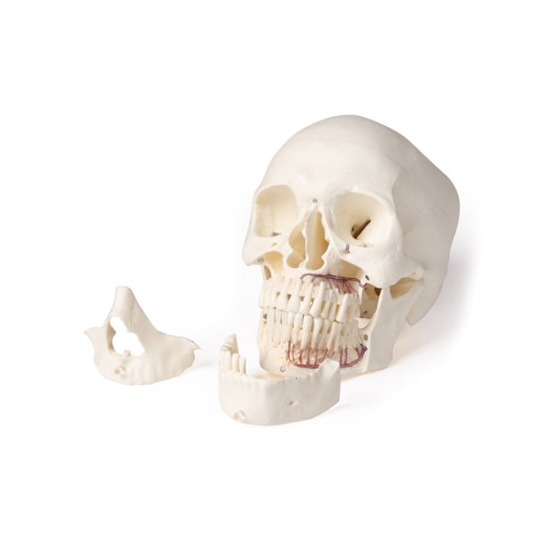 Dental Skull Model Medvana UK