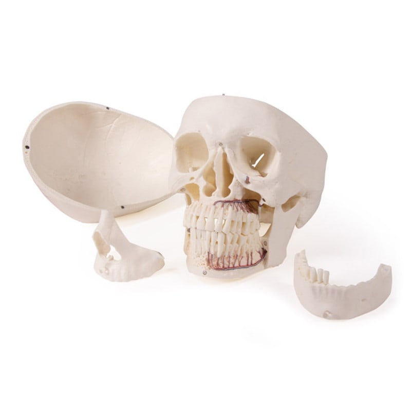 Dental Skull Model Medvana UK