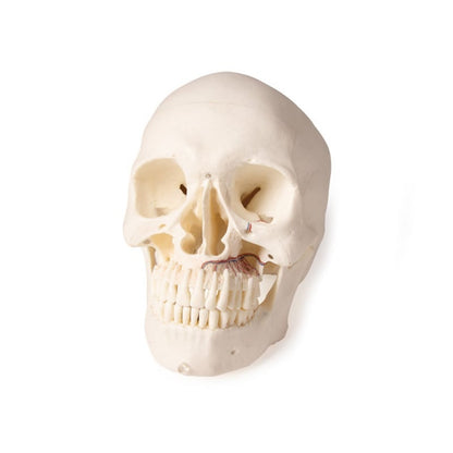 Dental Skull Model Medvana UK