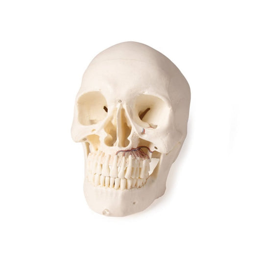 Dental Skull Model Medvana UK