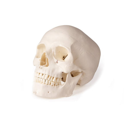 Dental Skull Model Medvana UK