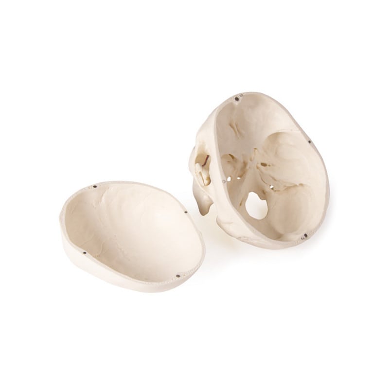 Dental Skull Model Medvana UK