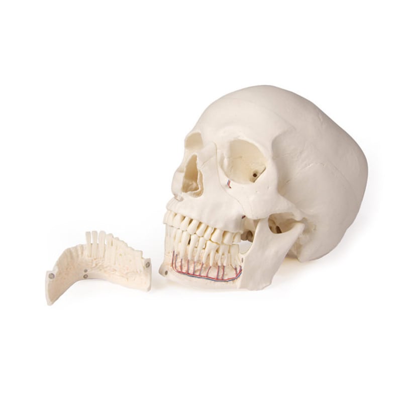 Dental Skull Model Medvana UK