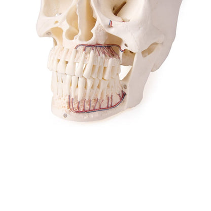 Dental Skull Model Medvana UK