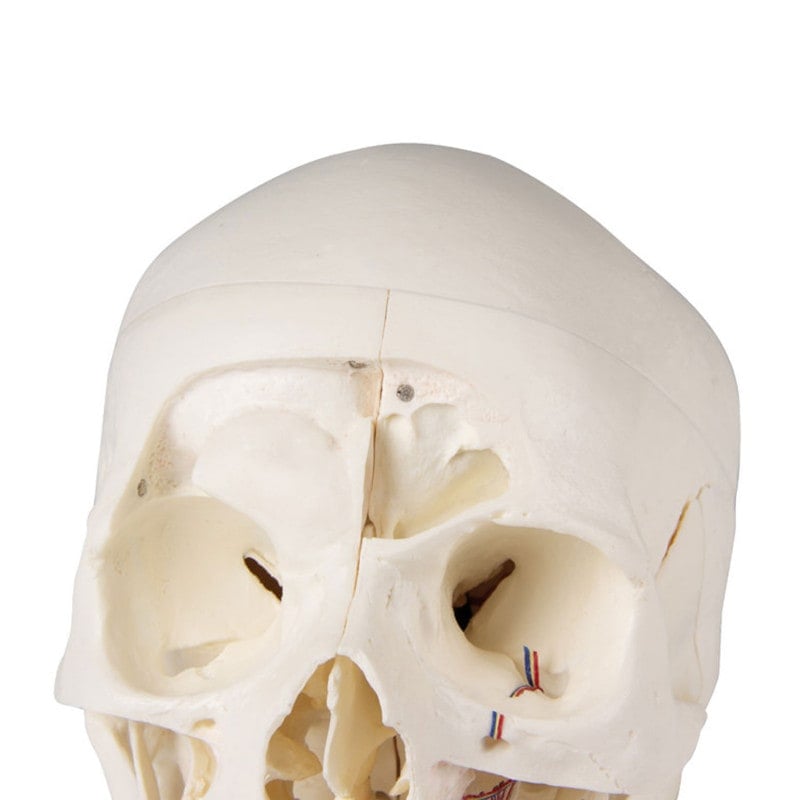 Luxury Demonstration Skull adults Medvana UK