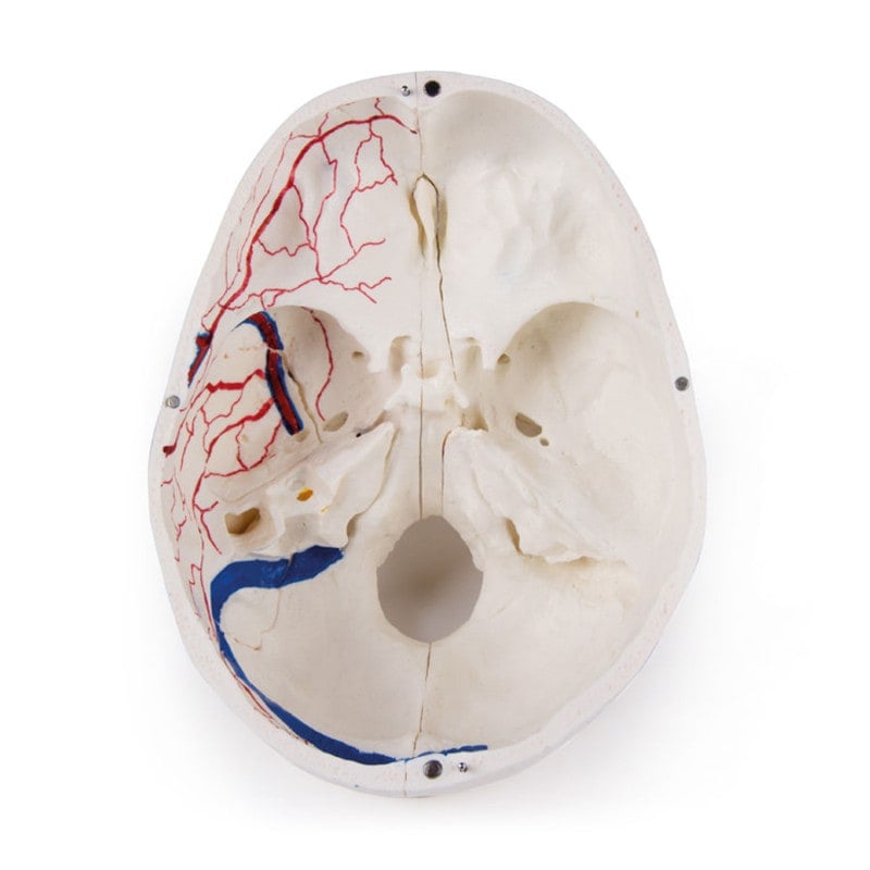 Luxury Demonstration Skull adults Medvana UK