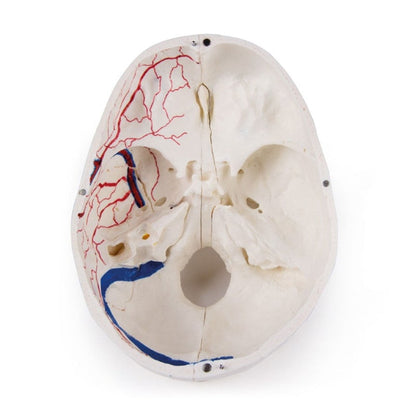 Luxury Demonstration Skull adults Medvana UK