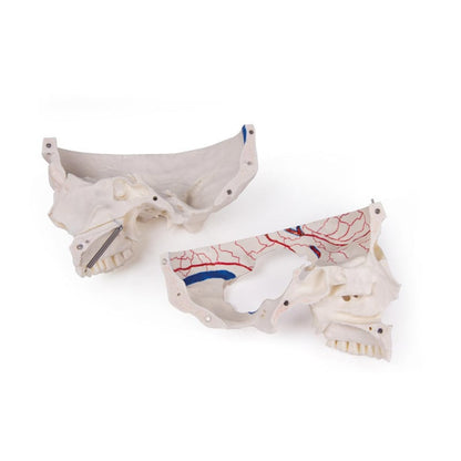 Luxury Demonstration Skull children Medvana UK