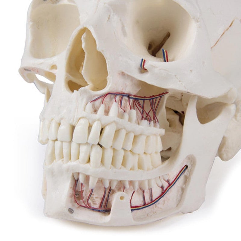 Luxury Demonstration Skull adults Medvana UK