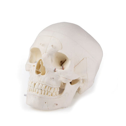 Luxury Demonstration Skull adults Medvana UK