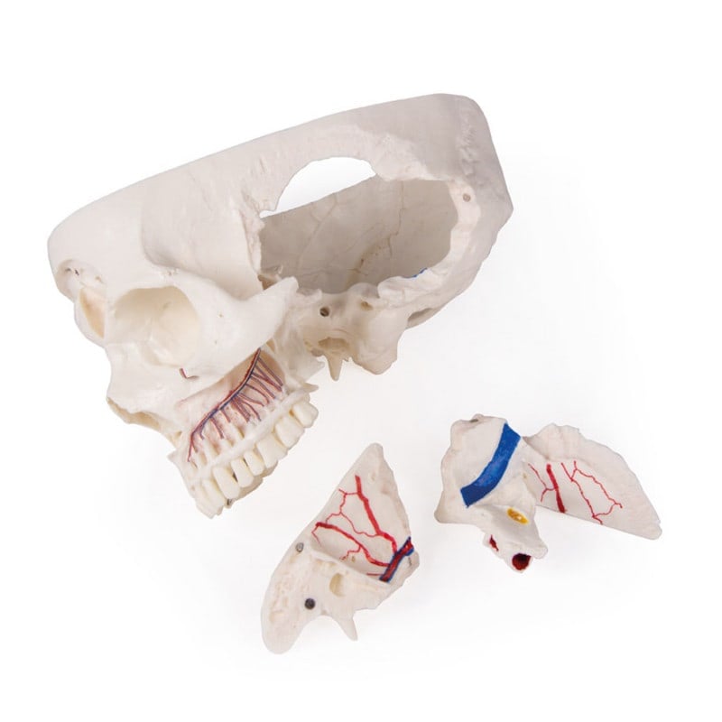 Luxury Demonstration Skull children Medvana UK