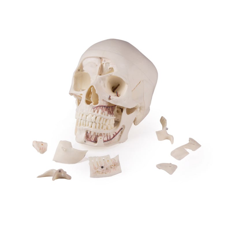 Luxury Demonstration Skull adults Medvana UK