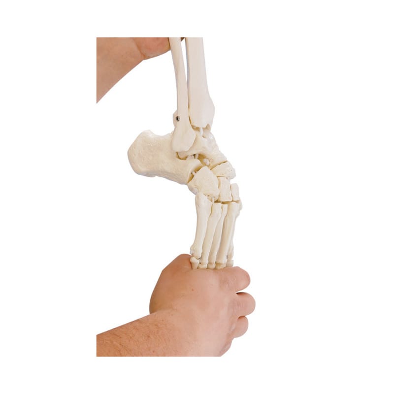 Foot Skeleton Medvana UK