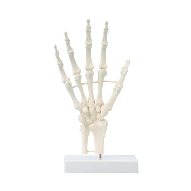 Hand Skeleton Medvana UK