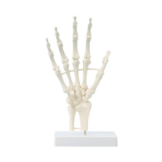 Hand Skeleton Medvana UK