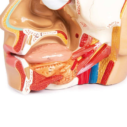 Head Model Medvana UK