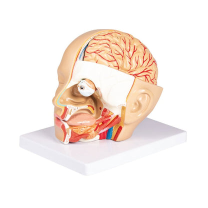 Head Model Medvana UK