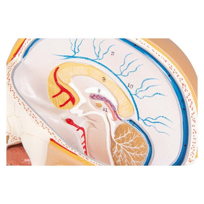 Head Model Medvana UK