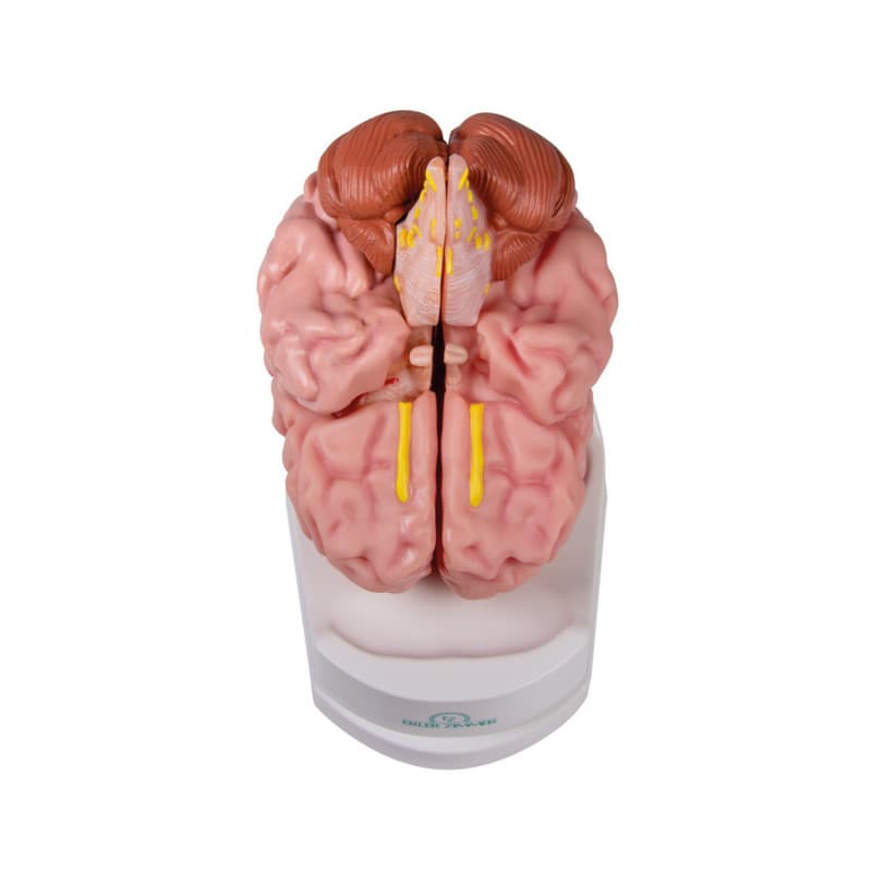 Anatomical Brain Model Medvana UK