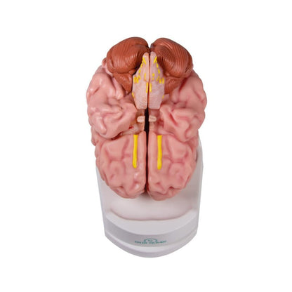 Anatomical Brain Model Medvana UK